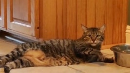 [SNS 세상] 만사 귀찮다옹 게으른 고양이의 갈증 해소법