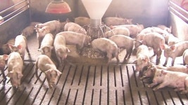 구제역 걸린 돼지 출하...방역 구멍