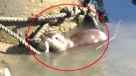 [제보영상] 순천만에서 포착한 수달...배고팠구나?