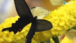 [영상] 함평에서는 벌써 나비가 훨훨!