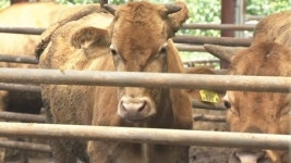 잇따라 소 결핵 확진...확산 차단 비상