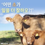 [한컷뉴스] 어떤 소가 일을 더 잘하오?!