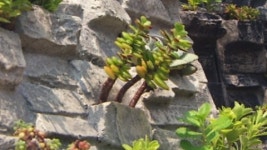 [경기] 식물 액자로 친환경 벽면을