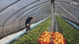 [경북] 참외 생산시설에 ICT 적용...창조마을 조성