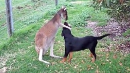 [SNS 세상] 캥거루♥강아지 우리 사랑에 빠졌어요