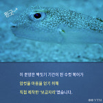 복어잡는사람들