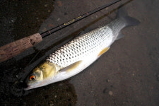 충남 공주 금강, 눈불개 플라이낚시