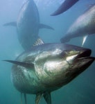 FTV 샤크 신동만 프로, 캐나다서 350kg 초대형 참다랑어 낚아