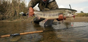 고향에 돌아온 연어를 만나러 남대천으로