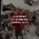 [한컷뉴스] 명절이 두려운 애견호텔 찾으러 오실 거죠?