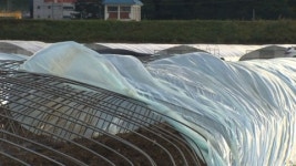 함안서 강풍으로 비닐 하우스 50여 동 피해