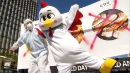 세계 농장동물의 날...농장동물에 복지를