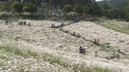 산엔 단풍 향연, 들엔 들국화 물결