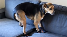 [SNS 세상] 발이 제멋대로 움직여요 신발 처음 신은 강아지