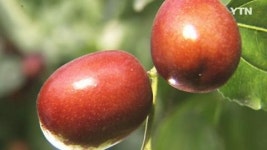 임금께 진상한 보은대추 수확 한창