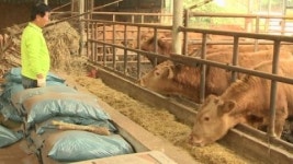 10년 후 소는 누가 키우나?