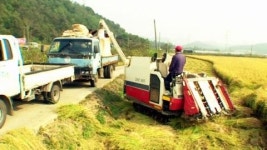 가뭄 속 과일·쌀 풍년...값 떨어져 걱정
