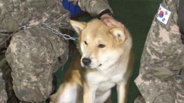 토종 진돗개 군견 임무를 명받았습니다