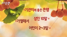건강은행송이건강원 | [오늘의건강] 기관지에 좋은 은행, 적정 섭취량은?