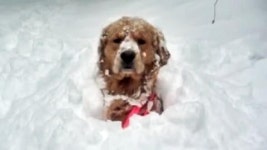 [SNS 세상] 눈과 강아지가 만나면 꿀조합 여기가 천국