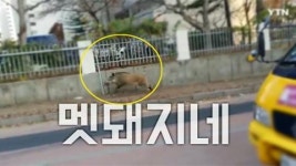 서울 강동구에 나타난 멧돼지…일대 아수라장