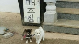 [SNS 세상] 개조심 시리즈 꼬리치며 뭅니다