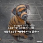 [한컷뉴스] 호랑이가 된 하룻강아지의 슬픈 사연