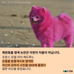 [한컷뉴스] 호랑이가 된 하룻강아지의 슬픈 사연