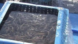 동해안에 명태 치어 만 오천 마리 방류