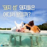 [한컷뉴스]  넌 어디서 왔니? 바하마 돼지 섬의 비밀