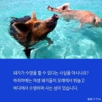 [한컷뉴스]  넌 어디서 왔니? 바하마 돼지 섬의 비밀