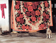 [이주의 사진] 이불 뜯는 강아지  ·  상상