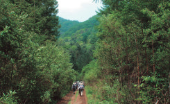 아침가리 숲 터널엔 끝이 없네