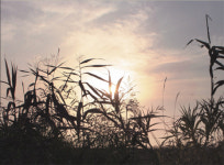 겨우 남은 갈대의 인생론을 들으라