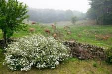 푸른 농장, 마음껏 먹어보자