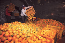 20대 산골 이장님의 영그는 꿈