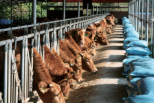 송아지가 펀드를 만나 웃다