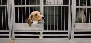 오등은 자에 아 동물의 권리를 만방에 선언하노라