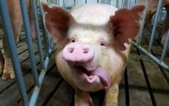  쇠틀에 갇혀 똥더미에 묻혀 살다 식탁 오르는 돼지 