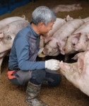  사람도 환경도 행복한 스트레스 없는 돼지 