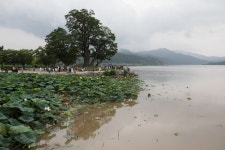 [포토스퀘어] 두물머리 연꽃…시름을 달래주렴