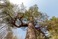 1년의 반은 산양을, 반은 사람을 위해