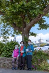 도로 낸다고 벤 40살 왕벚 살리는 제주 할망들