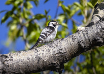 “드르륵~드르륵~” 북한의 딱따구리를 몽골 숲에서 만나다