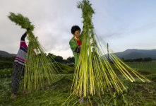 청푸른 대마잎을 털어내는 오래된 몸짓…안동포 되다