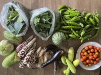 텃밭서 수확만 하고 내뺐다…불볕더위 35도