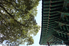 이백살 구실잣밤나무가 살린 서귀포 선덕사