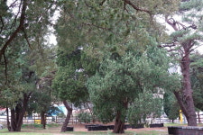 향나무는 천년의 시간표대로 사는데…어디로 사라졌나