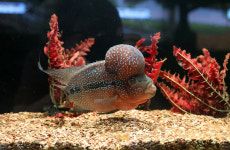 사람에게 다가가는 ‘플라워혼’… 어떻게 만들어졌나