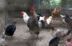 기후랑 춤추고, 평화랑 뒹굴고